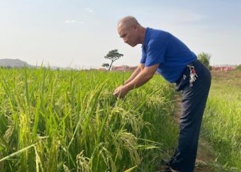 Manfaat Penyuluhan Pertanian bagi Ketahanan Pangan