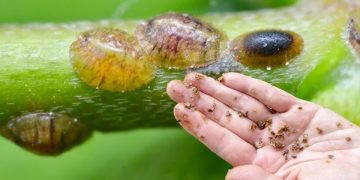 Cara Efektif Mengatasi Masalah Hama Tanaman
