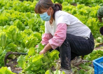 Cara Efektif Mengembangkan Pertanian Berkelanjutan Melalui Penyuluhan