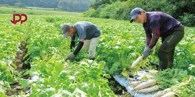 Meningkatkan Produktivitas Lahan dengan Penyuluhan