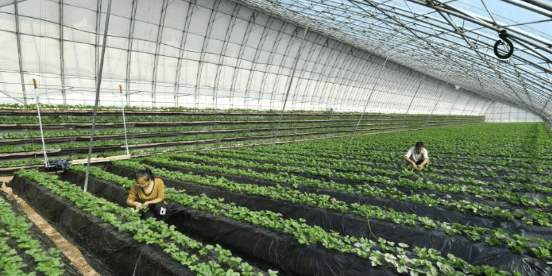 Penyuluhan pertanian organik