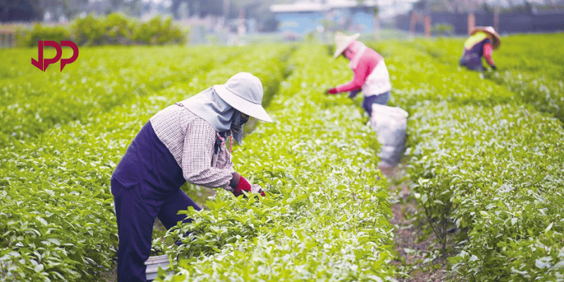 Peran Penyuluh Pertanian dalam Adaptasi Perubahan Iklim