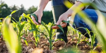 Strategi Penyuluhan Pertanian untuk Meningkatkan Pendapatan Petani Kecil