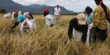 Penyuluhan Pertanian yang Paling Efektif