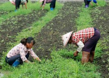 Perbedaan Antara Balai Penyuluhan dan Pos Penyuluhan Fungsi, Tugas, dan Peran dalam Masyarakat