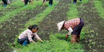 Perbedaan Antara Balai Penyuluhan dan Pos Penyuluhan Fungsi, Tugas, dan Peran dalam Masyarakat